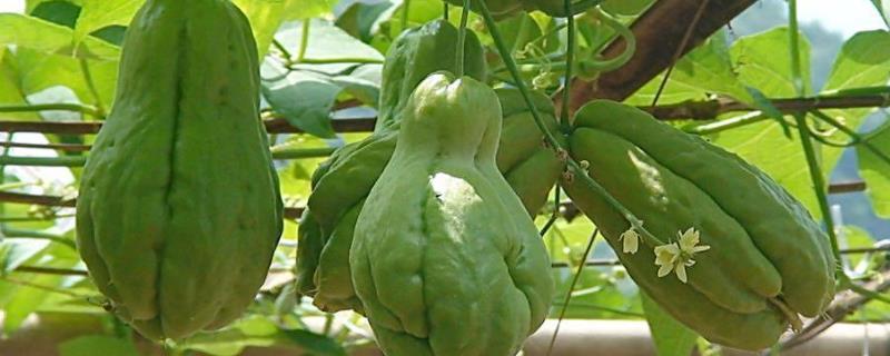 佛手瓜（丰收瓜）的种植方法