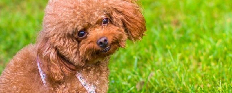 “卷毛狗”贵宾犬多少钱一只