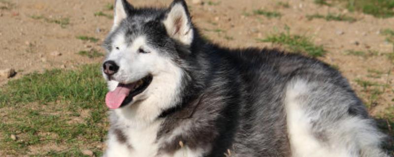 被誉为雪橇三傻的阿拉斯加犬多少钱一只