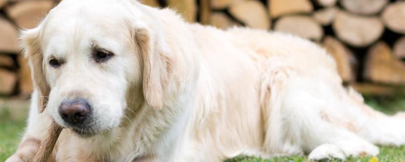 金毛犬和拉布拉多犬的区别