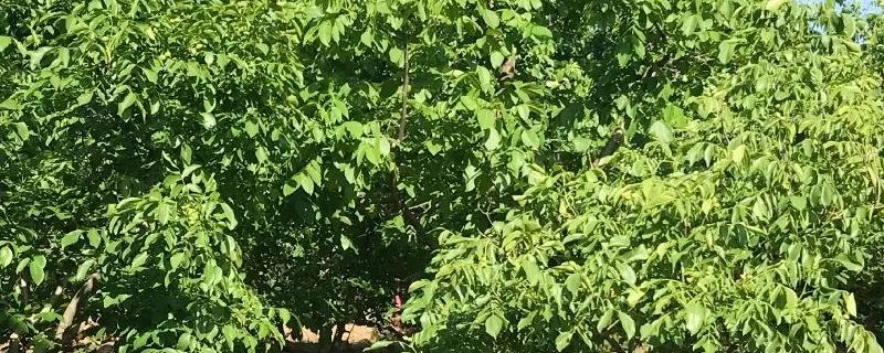 文玩麻核桃树苗价格多少钱一棵