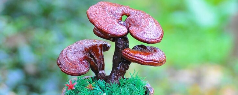灵芝盆景栽培技术要点
