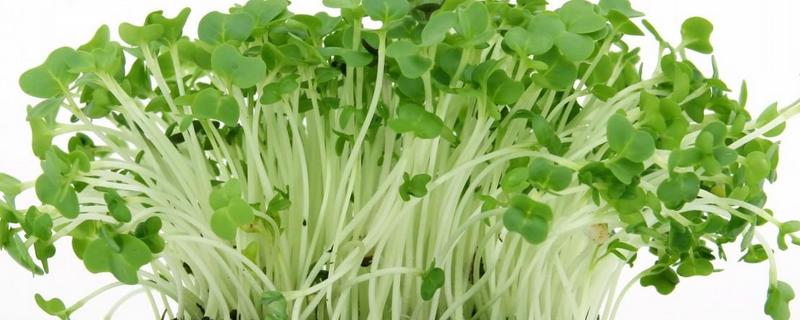 豆苗的种植方法