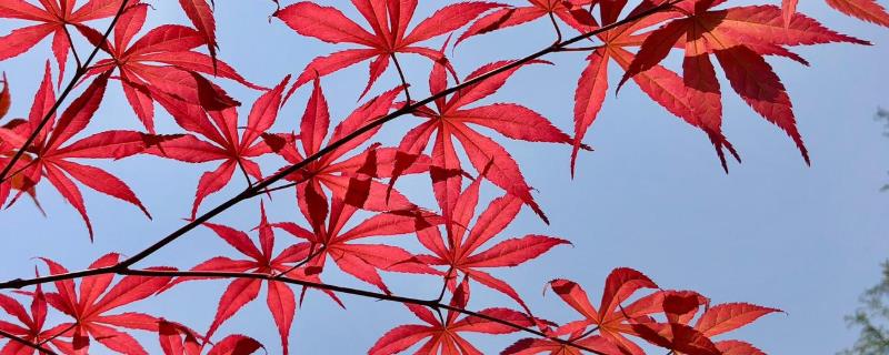鸡爪槭小苗价格是多少钱一棵