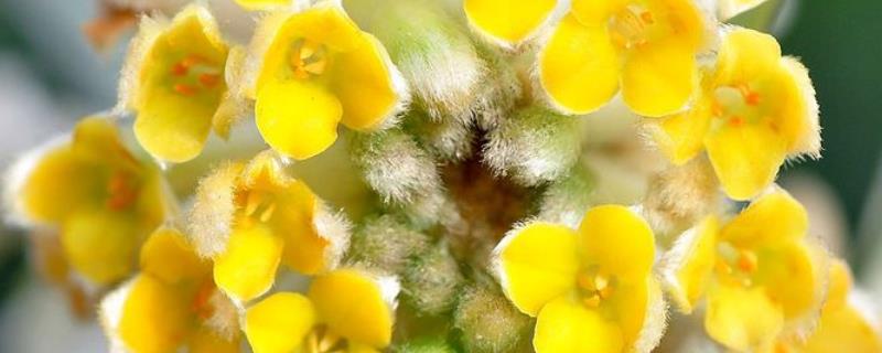 结香花（又称爱情树）多少钱一棵
