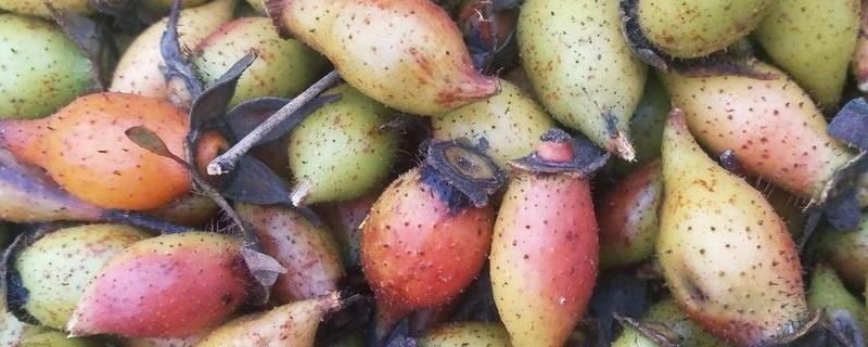 金樱子价格多少钱一斤
