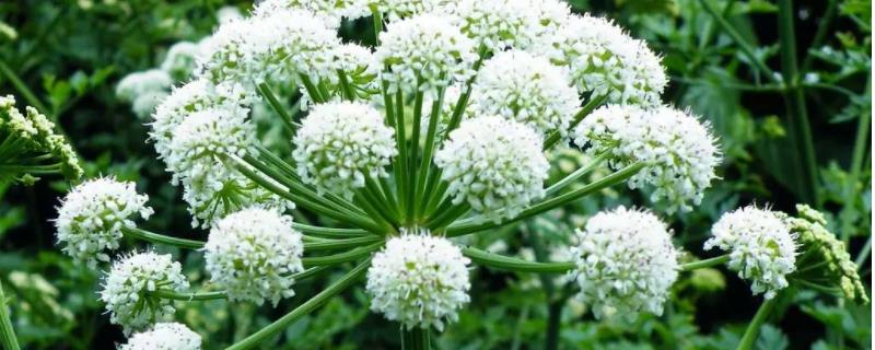 白芨怎么种植