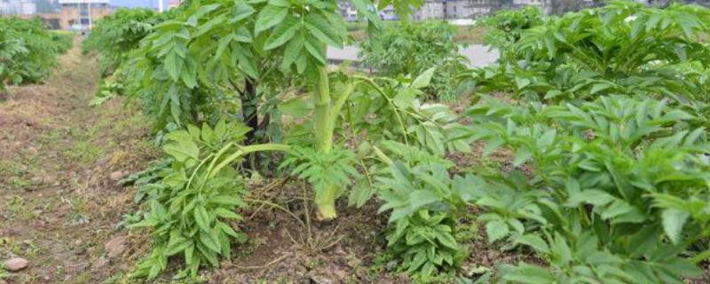 白芨种苗价格多少钱