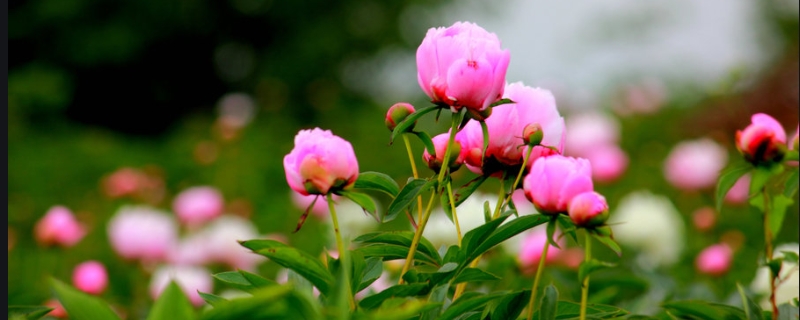 观花植物芍药花什么时候开