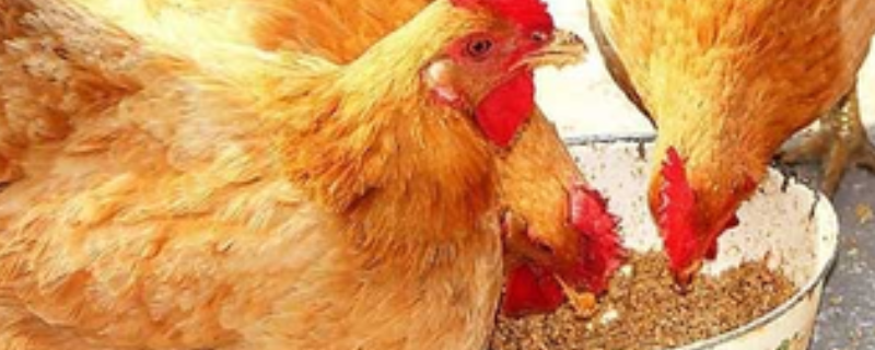 自制鸡饲料