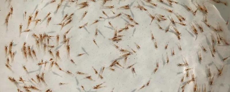 怎样培育虾苗