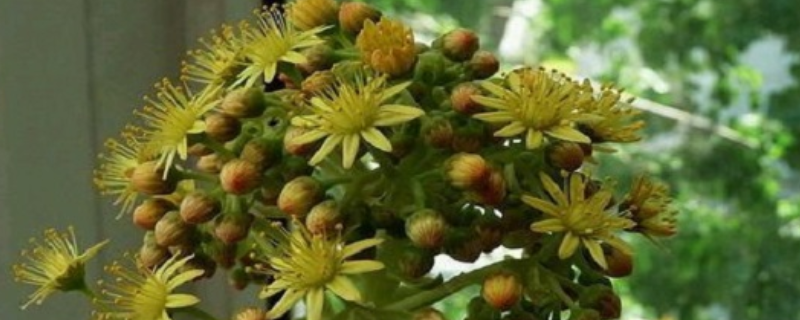 黑法师开花怎么处理