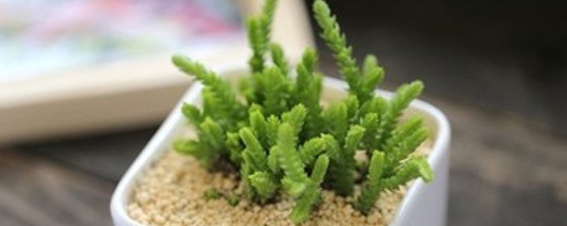 青锁龙属若绿的家庭养殖和注意事项