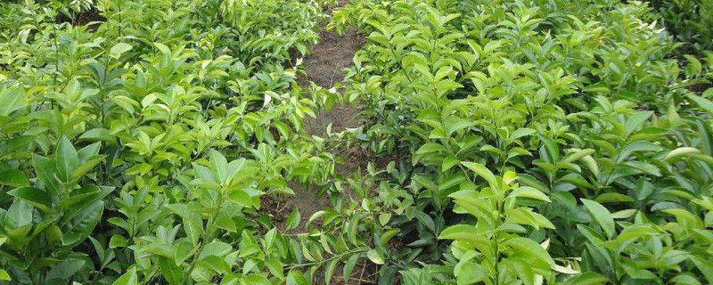 茶辣苗价格多少钱一棵