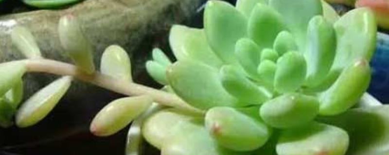 凝脂莲和劳尔有什么区别