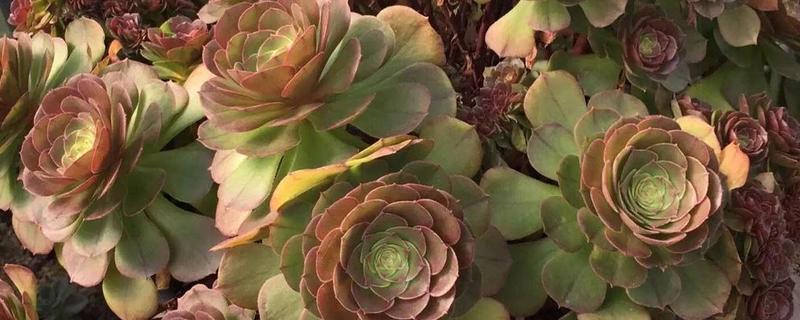紫羊绒越冬养护方法
