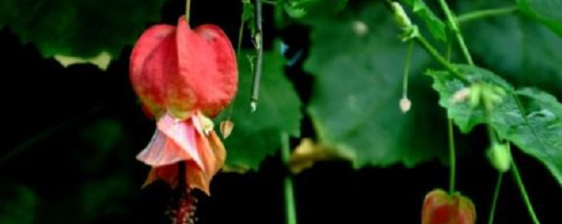 蔓性风铃花的养殖方法