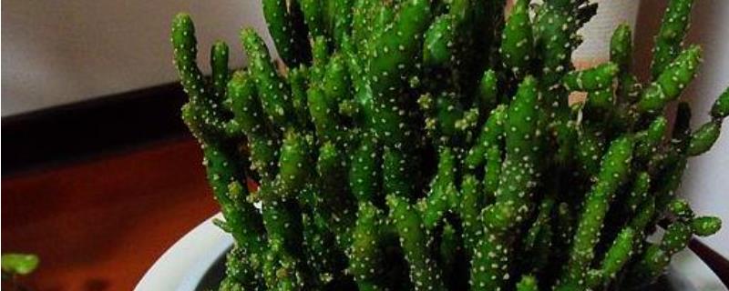 姬珊瑚什么时候开花