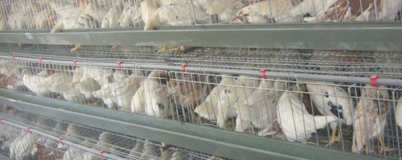 笼养蛋鸡疲劳症预防和治疗措施