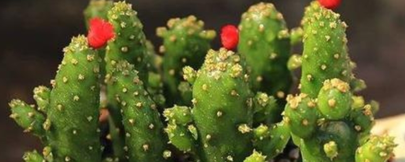姬珊瑚的养殖方法和注意事项