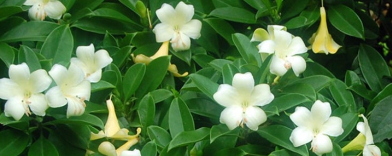 非洲茉莉掉叶子怎么办