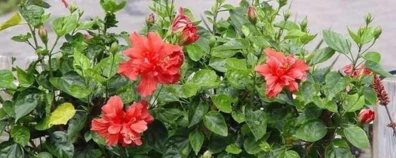 扶桑花有毒吗