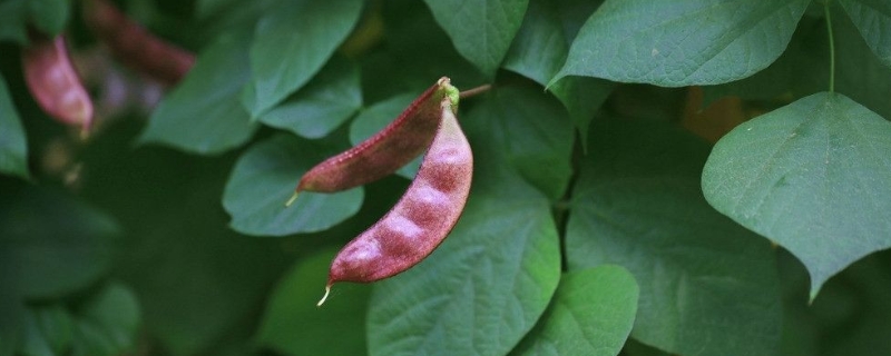 眉豆怎么种