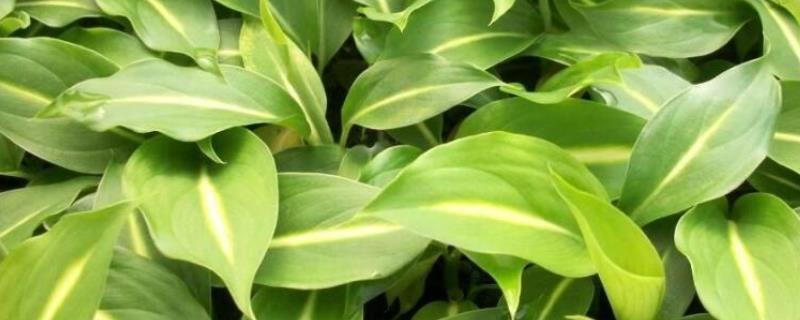 多年生草本植物万年青开花预兆什么