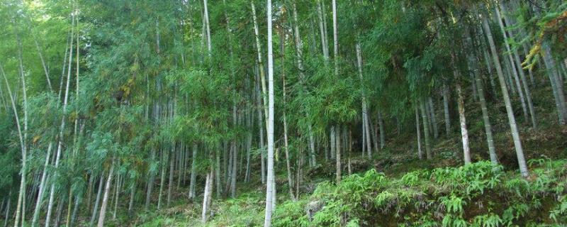 毛竹在北方可以种植吗