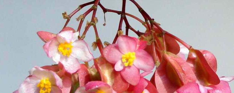 竹节海棠为什么不开花