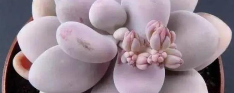 桃美人掉叶子怎么回事