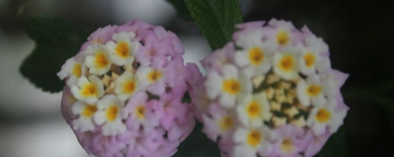 球兰怎么养才能开花