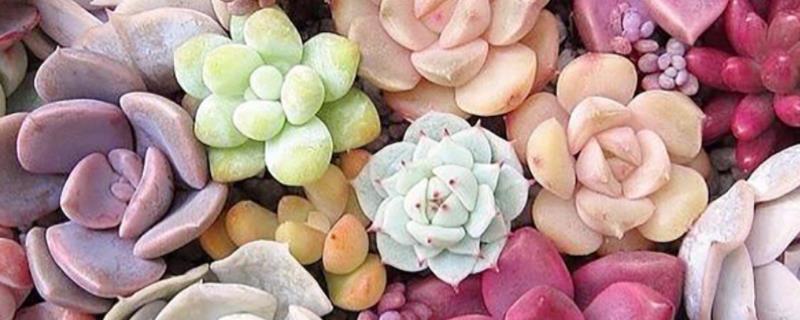 艾伦多肉植物养殖方法