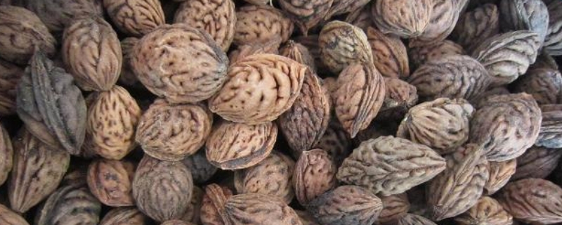 山桃种子种植方法