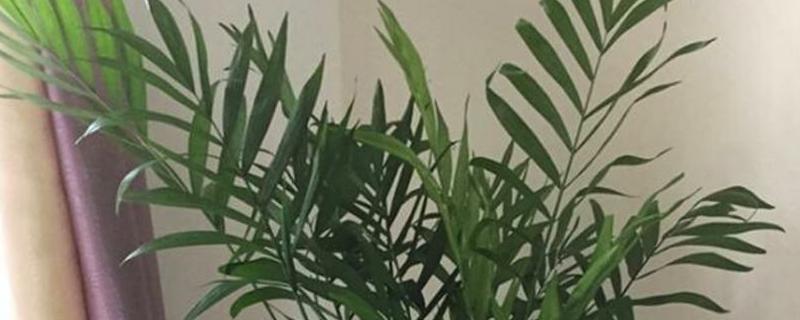夏威夷椰子的养殖方法和注意事项