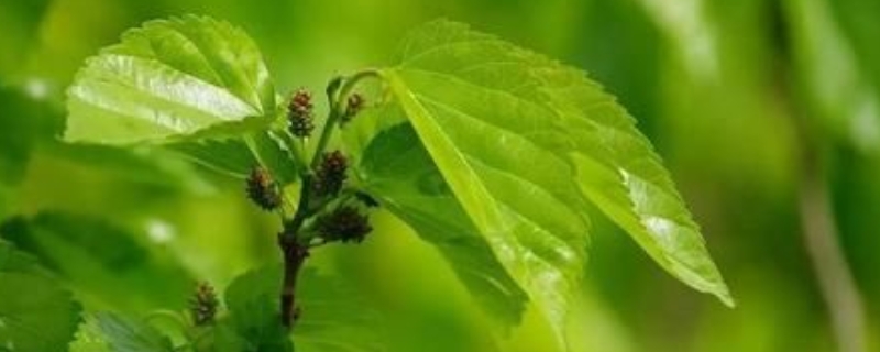 桑树种子种植方法