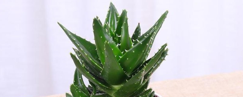 海虎兰芦荟有毒吗