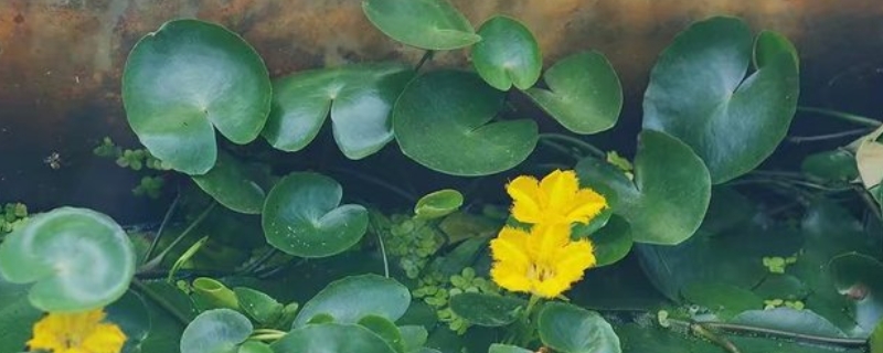 荇菜有什么作用