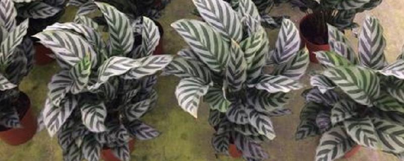 圆叶竹芋的养殖方法