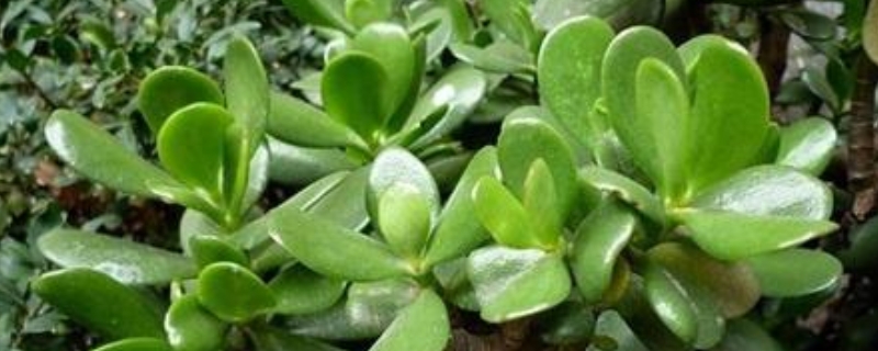 燕子掌有没有毒