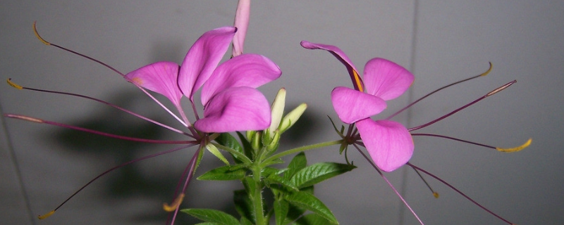 醉蝶花的花语是什么