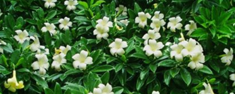 非洲茉莉的养殖方法和注意事项