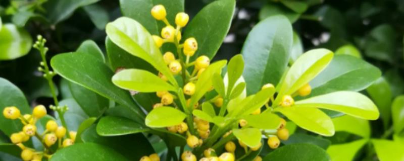 米兰叶子发黑掉落怎么办