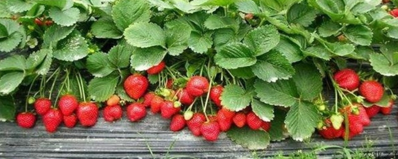 种草莓用什么肥料