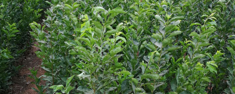 李子苗种植方法
