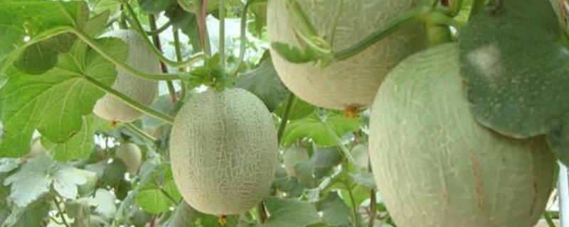 哈密瓜什么季节成熟