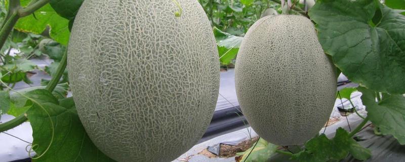 哈密瓜怎么挑选