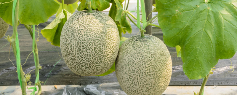 香瓜种子种植方法