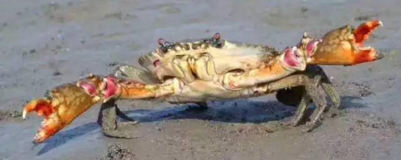 三门青蟹什么时候上市