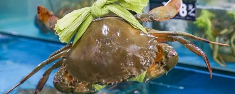 青蟹吃什么食物